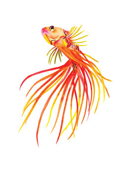 Fototapeta Betta orange crowntail