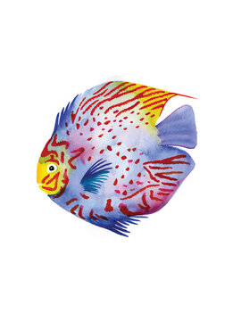 Discus fish
