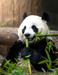 Fototapeta premium A giant panda is seen mid-bite, holding and munching on bamboo. Its black and white fur contrasts against a natural, earthy background of logs and greenery