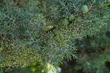 Close-up of leaves Arizona cypress (Cupressus arizonica) 'Blue Ice' in Riviera Park in Sochi