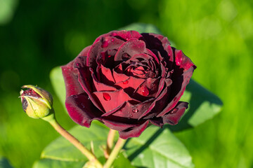 Close-up of deep burgundy, almost black rose in full bloom with water droplets on its velvety petals, accompanied by green bud and lush leaves, set against blurred green background