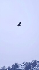 A lone, dark raptor soars against a pale, overcast sky. Below, a hint of snow-dusted mountains suggests a cold, remote locale