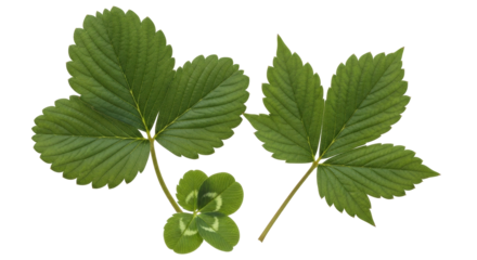 Isolated composition of strawberry leaves and lucky four-leaf clover on a seamless surface