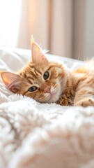 Obraz premium A ginger-colored feline kitten rests contentedly on a fluffy, cream-colored blanket. Soft light streams from a window