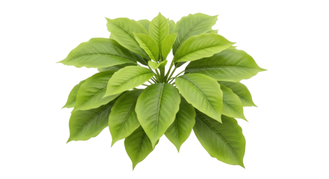 Isolated tropical plant with vibrant green leaves perfect for summer season designs