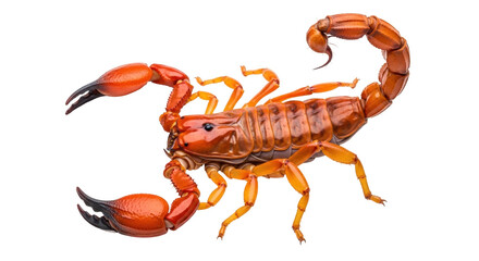 Isolated Brown scorpion arthropod, menacing appearance, ready to strike, threatening insect