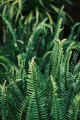 green fern leaves