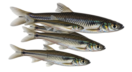 Isolated shoal of fish swimming together, schooling in a group, freshwater species