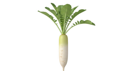 Isolated single fresh daikon radish with green leaves, healthy organic ingredient food close up