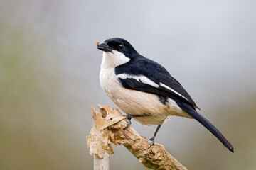 Common fiscal on a branch