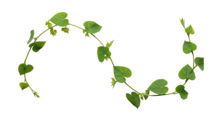 Isolated winding vine with heart shaped green leaves for decoration, no background