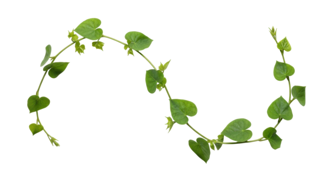 Isolated winding vine with heart shaped green leaves for decoration, no background
