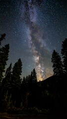 Obraz premium A nocturnal landscape with a vibrant, starry sky dominating the scene. Tall, dark trees silhouetted against the celestial canvas