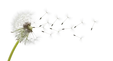 Fotobehang Paardenbloem Isolated dandelion blowing in the wind dispersal with seeds flying nature in springtime  © Julia