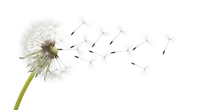 Isolated dandelion blowing in the wind dispersal with seeds flying nature in springtime - Powered by Adobe