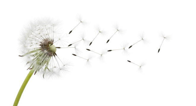 Isolated dandelion blowing in the wind dispersal with seeds flying nature in springtime