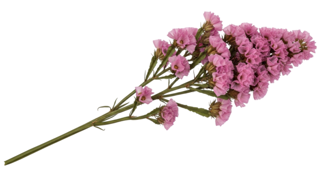 Isolated bouquet of pink statice flowers for wedding, valentine, mother day design need
