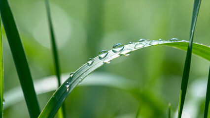 dew on grass