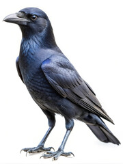 Obraz premium Hawaiian crow corvus hawaiensis bird isolated on transparent background high detail photorealistic studio shot