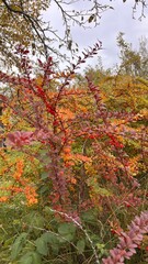 Autumn beauty in garden plants
