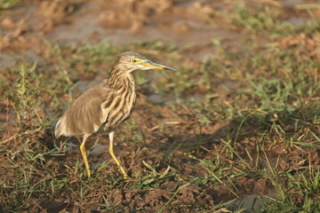 Heron