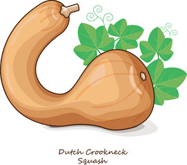 Dutch Crookneck Squash or Pennsylvania Dutch crookneck. Winter squash. Cucurbita moschata. Vegetables. Clip art. Isolated vector illustration.