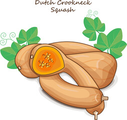 Whole and chopped Dutch Crookneck Squash or Pennsylvania Dutch crookneck. Winter squash. Vegetables. Clip art. Isolated vector illustration.