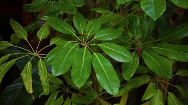 Lush green leaves of schefflera arboricola, commonly known as the umbrella plant, thriving outdoors displaying rich verdant hues in natural light.
