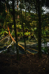 Fotograf&iacute;a de la naturaleza de Putaruru Blue Spring en Nueva Zelanda.