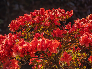 Mollis Gibraltar Azalea Colorful Cluster