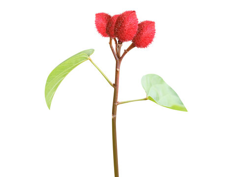 Bixa orellana or achiote plant with fruits isolated on a white background