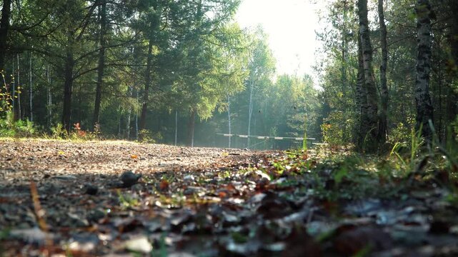 Wyprawa rowerowa z sakwami w lasach. Lasy Błędowskie w Polsce jesienią podczas pięknej pogody