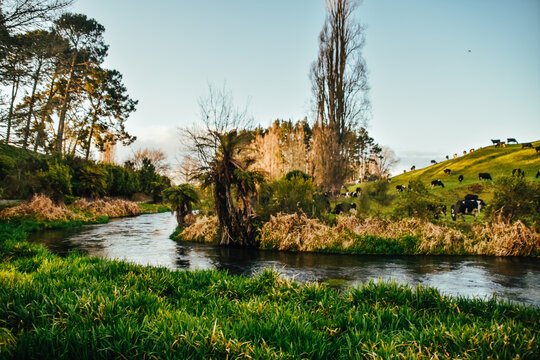 Fotograf&iacute;a de un valle repleto de vacas al lado de Putaruru Blue Spring en Nueva Zelanda.