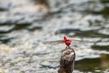 池の木にとまった真っ赤なショウジョウトンボ