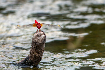 池の木にとまった真っ赤なショウジョウトンボ