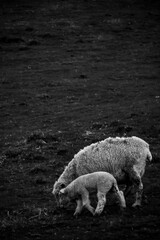 Fotografía en blanco y negro de una oveja junto a un cordero en un valle de Matamata, Nueva...