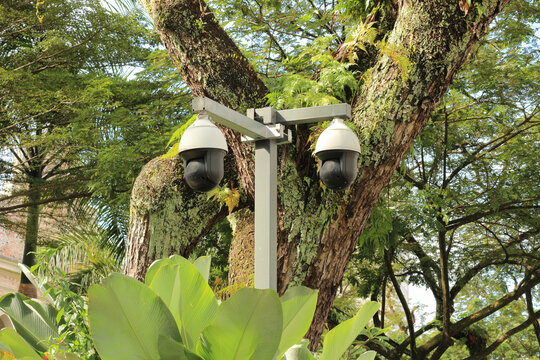Surveillance in Paradise: CCTV Security Camera Among Tropical Palm Trees in Kuala Lumpur City Park