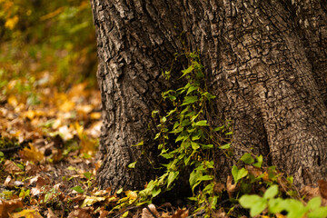 Fototapeta premium Climbing vine growing upward around a tall tree trunk
