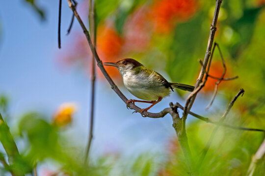 The bird is a common tailorbird. It is a small songbird with an olive-green back, a rufous crown, and creamy-white underparts, known for its unique nest-building technique.