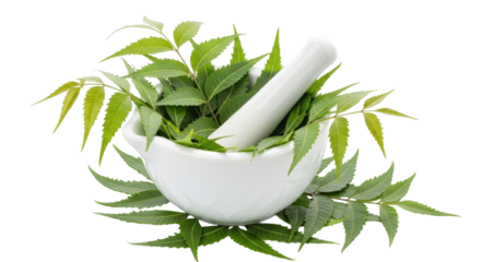 Isolated Mortar and pestle with neem leaves, natural remedy, medicinal plant, herbal medicine