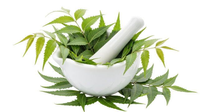 Isolated Mortar and pestle with neem leaves, natural remedy, medicinal plant, herbal medicine