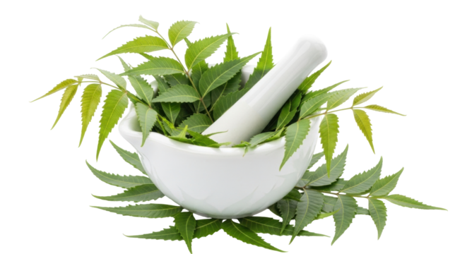 Isolated Mortar and pestle with neem leaves, natural remedy, medicinal plant, herbal medicine