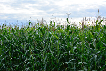 Obraz premium a close up of Lush Green Cornfield Under a Cloudy Sky