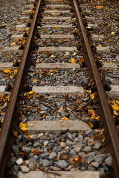 Fallen autumn leaves covering an old railway track in forest