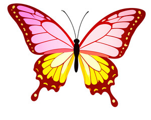 Firefly_beautiful butterfly isolated on white - Firefly_beautiful butterfly isolated on white  (3)