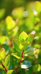 Obraz premium blueberry. Fresh blueberry leaves with vibrant green tones, captured in macro detail under natural sunlight. gardening catalogs, home-decor guides, designed for gardening and botanical catalogs.