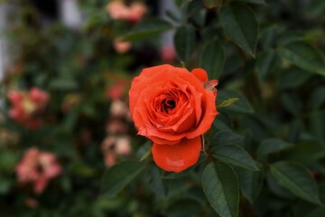 Fototapeta premium red rose in garden