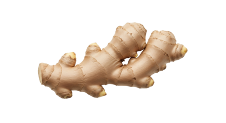 Isolated ginger root rhizome, fresh culinary ingredient spice, earthy and aromatic flavoring