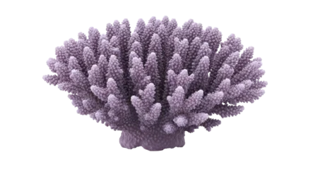 Fototapete Rund Korallentiere Isolated purple staghorn coral, aquatic invertebrate organism from ocean, tropical reef life  © Lisa