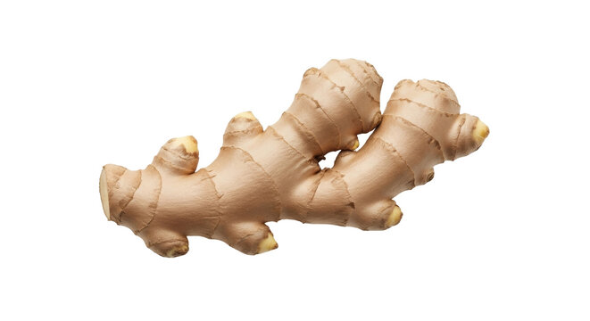 Isolated ginger root rhizome, fresh culinary ingredient spice, earthy and aromatic flavoring